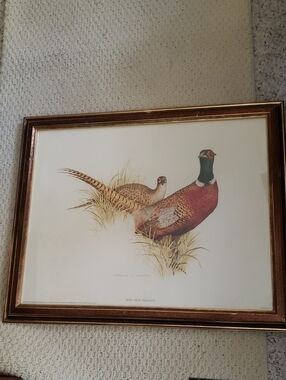 Framed Game Bird Print - Ring Neck Pheasant Illustration by Charles E. Murphy